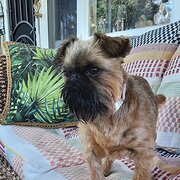 Home Owner wanting sitter in Bendigo, Victoria