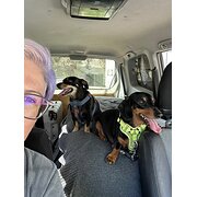 House Sitter - Fur real, a sitter you can trust 