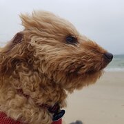 House Sitter - Caring, clean, capable housesitter