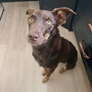 Home Owner wanting sitter in , Tasmania