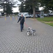 House Sitter - Experienced Reliable Caring Sitters