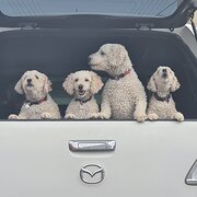 House Sitter - Empty Nest