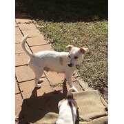 Home Owner wanting sitter in Canberra, Australian Capital Territory