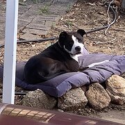 House Sitter - Michael - Pet & Housesitter