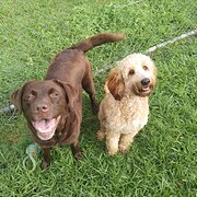 Home Owner wanting sitter in , Queensland