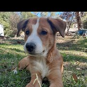 House Sitter - House sitter available 