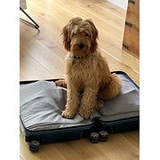 House Sitter - Gabby