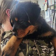 House Sitter - Mr Paul