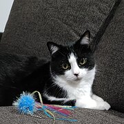 House Sitter - Animal Lover!