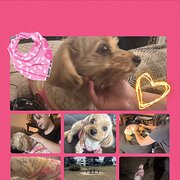 House Sitter - Passionate Mind-a-Home (& Pet/s) Pro!