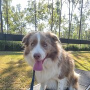Home Owner wanting sitter in Brisbane , Queensland