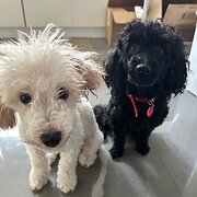 Home Owner wanting sitter in Rockhampton , Queensland