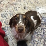 House Sitter - PJ and Lou