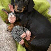 House Sitter - Happydayz