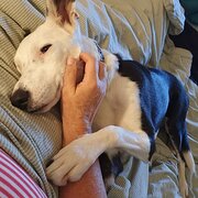 House Sitter - homes, pets and peeps