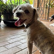 Home Owner wanting sitter in , New South Wales