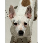 Home Owner wanting sitter in TOWNSVILLE, Queensland