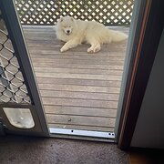 Home Owner wanting sitter in , Queensland