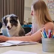 House Sitter - Teacher (LSL) Very experienced with Dogs