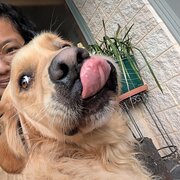 House Sitter - Friendly & responsible house sitter