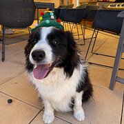 House Sitter - Travelling sitter