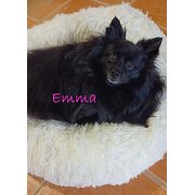 House Sitter - Experienced Pet/Home Sitter!