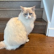 House Sitter - Penny