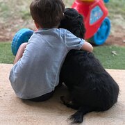 House Sitter - Animal loving house sitters