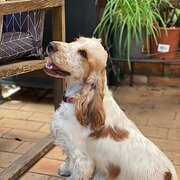 Home Owner wanting sitter in Newcastle, New South Wales