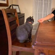 House Sitter - Ashcats mum