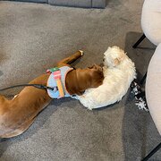 House Sitter - Harmony at home