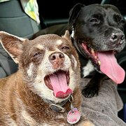 House Sitter - EXPERIENCED SITTERS EXCEPTIONAL REVIEWS