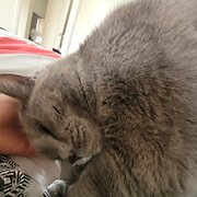 House Sitter - J&D Baby furs lovers