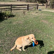 House Sitter - Animal lover reliable, flexible