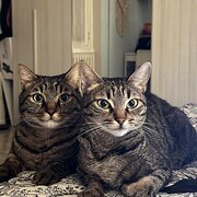 House Sitter - Camilla Cat sitter from Italy