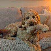 House Sitter - Eternal Sunshine House and Pet Sitting