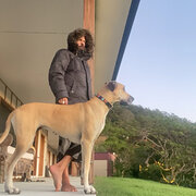 House Sitter - The Animal whisper