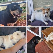 House Sitter - Petlover