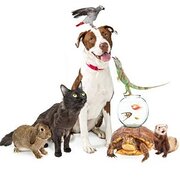 House Sitter - HAVE PEACE OF MIND