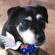 House Sitter - Sandy