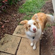 Home Owner wanting sitter in Buderim , Queensland