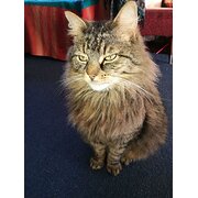 House Sitter - Caring, capable mature aged woman