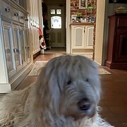 House Sitter - 5⭐ Trusted, Experienced & Responsible