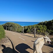 Home Owner wanting sitter in Allansford, Victoria