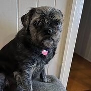 House Sitter - Single Mature Responsible Lady