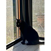 Home Owner wanting sitter in Bundaberg, Queensland