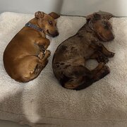 Home Owner wanting sitter in , Queensland