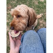 House Sitter - Stay Pawsitive Sitting :)