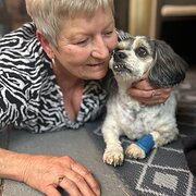 House Sitter - Gypsy