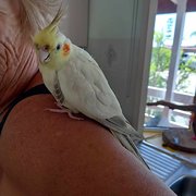 Home Owner wanting sitter in Brisbane , Queensland